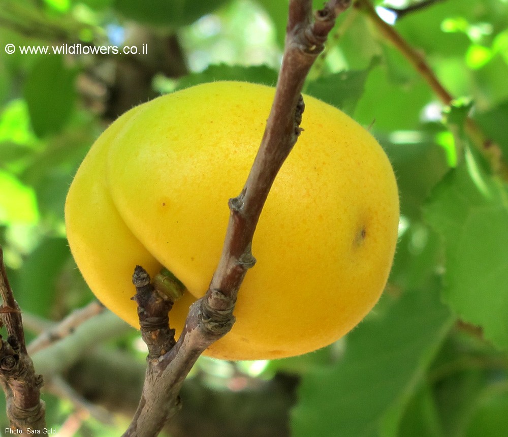 Prunus armeniaca