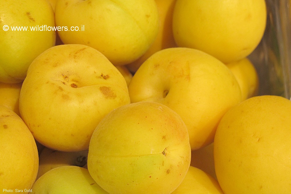 Prunus armeniaca