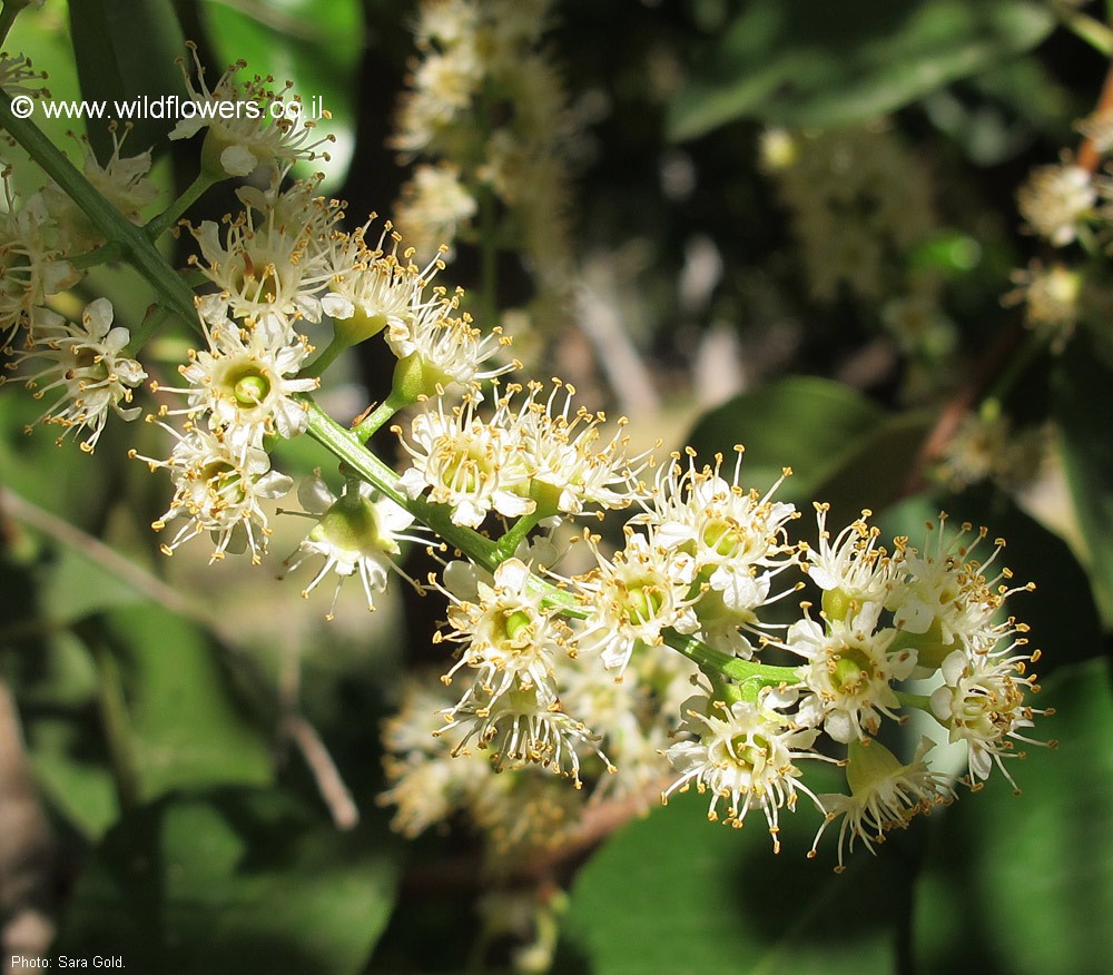 Prunus lyonii