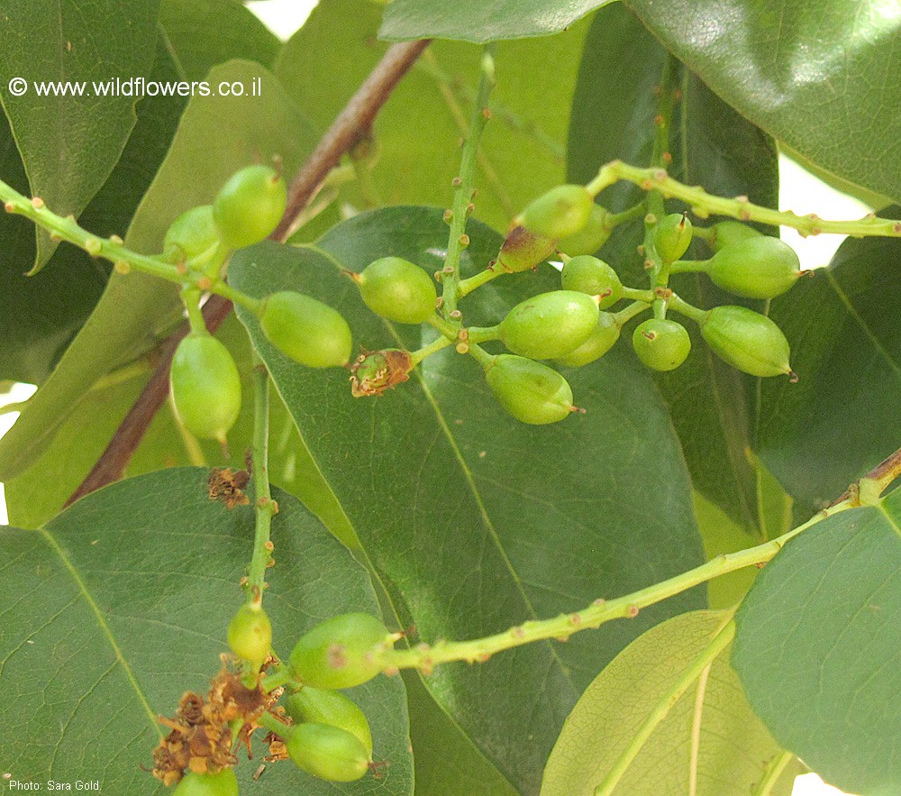 Prunus lyonii