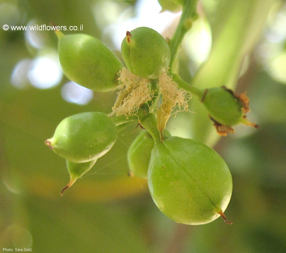 Prunus lyonii