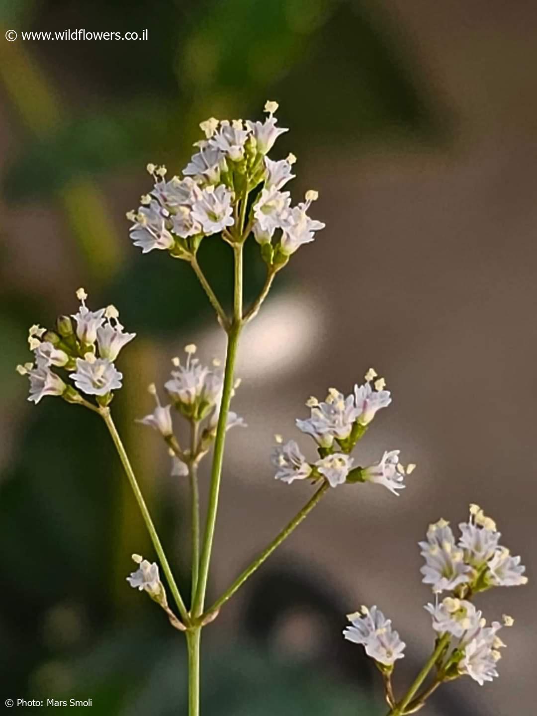 Boerhavia  erecta