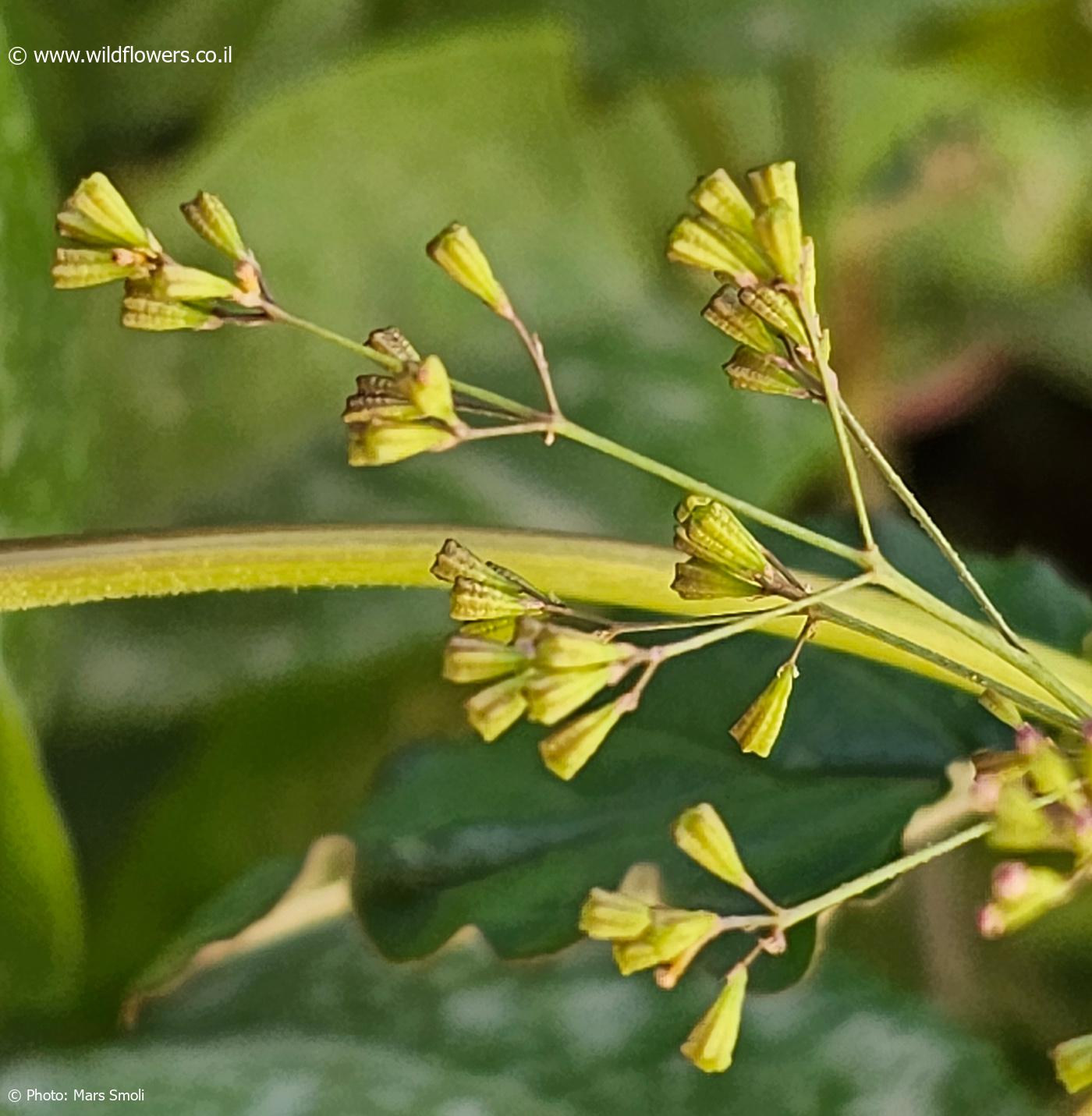 Boerhavia  erecta