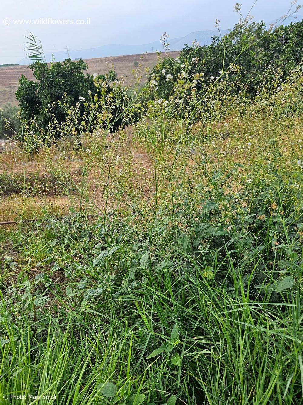 Boerhavia  erecta