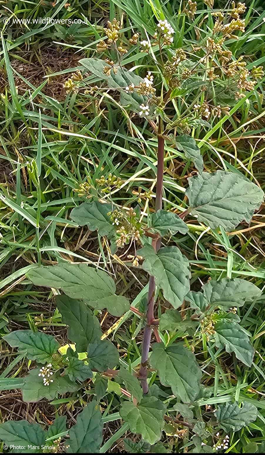 Boerhavia  erecta