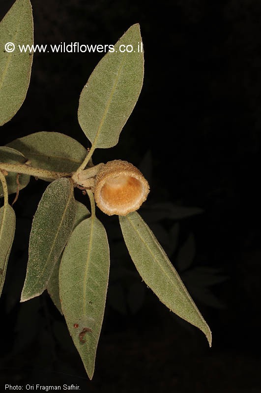 Quercus ilex