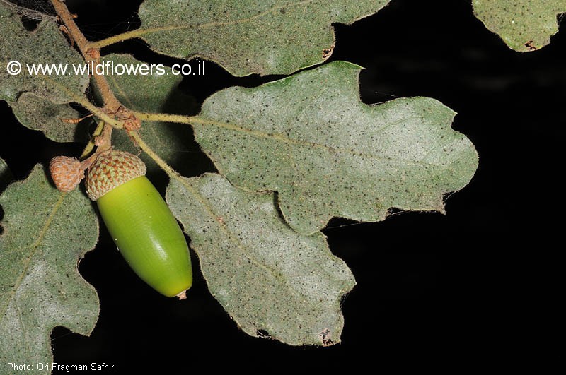Quercus pubescens