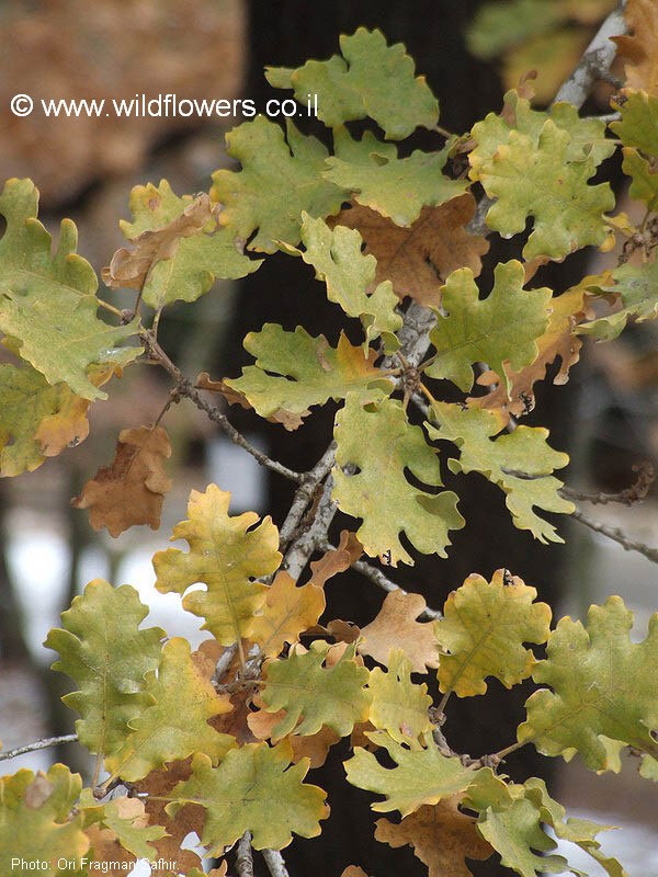 Quercus pubescens