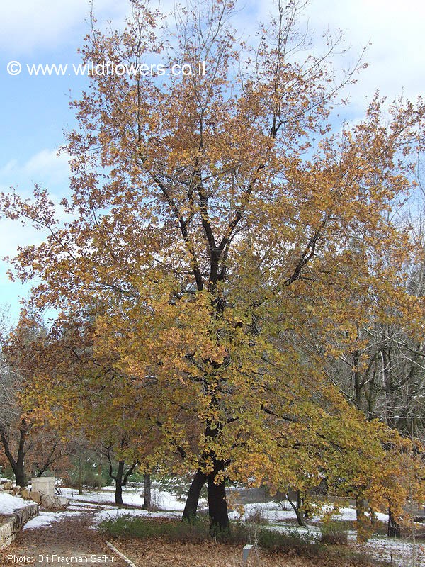 Quercus pubescens