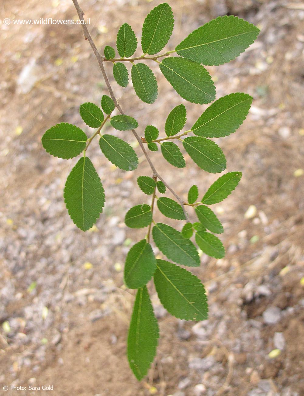 Ulmus parvifolia