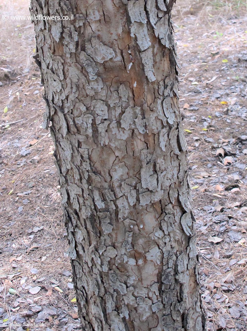 Ulmus parvifolia