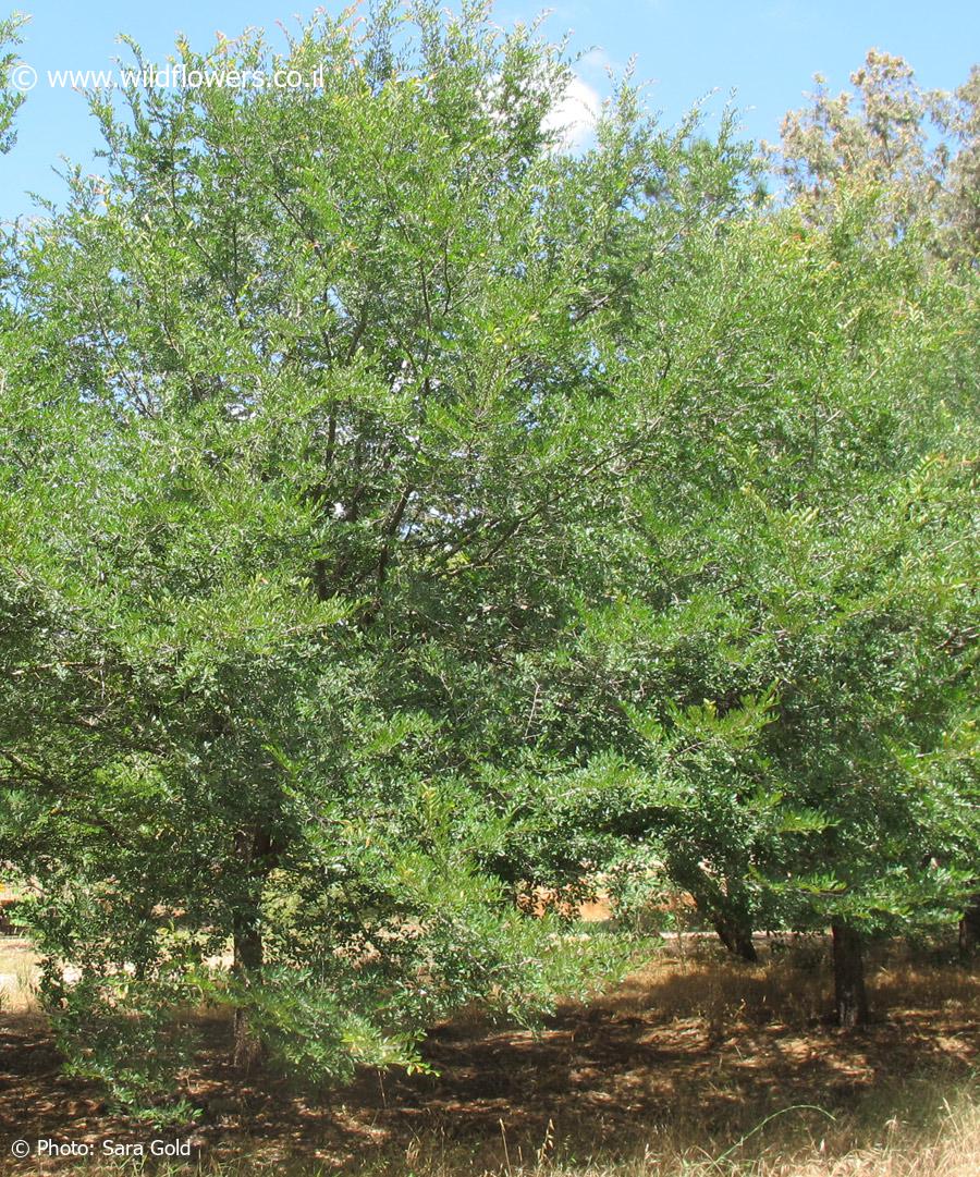 Ulmus parvifolia