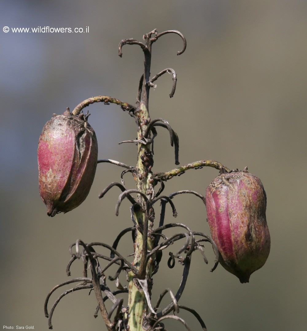 Yucca aloifolia
