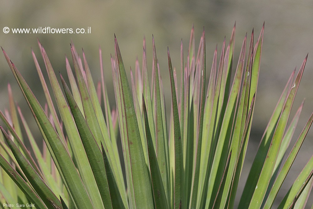 Yucca aloifolia