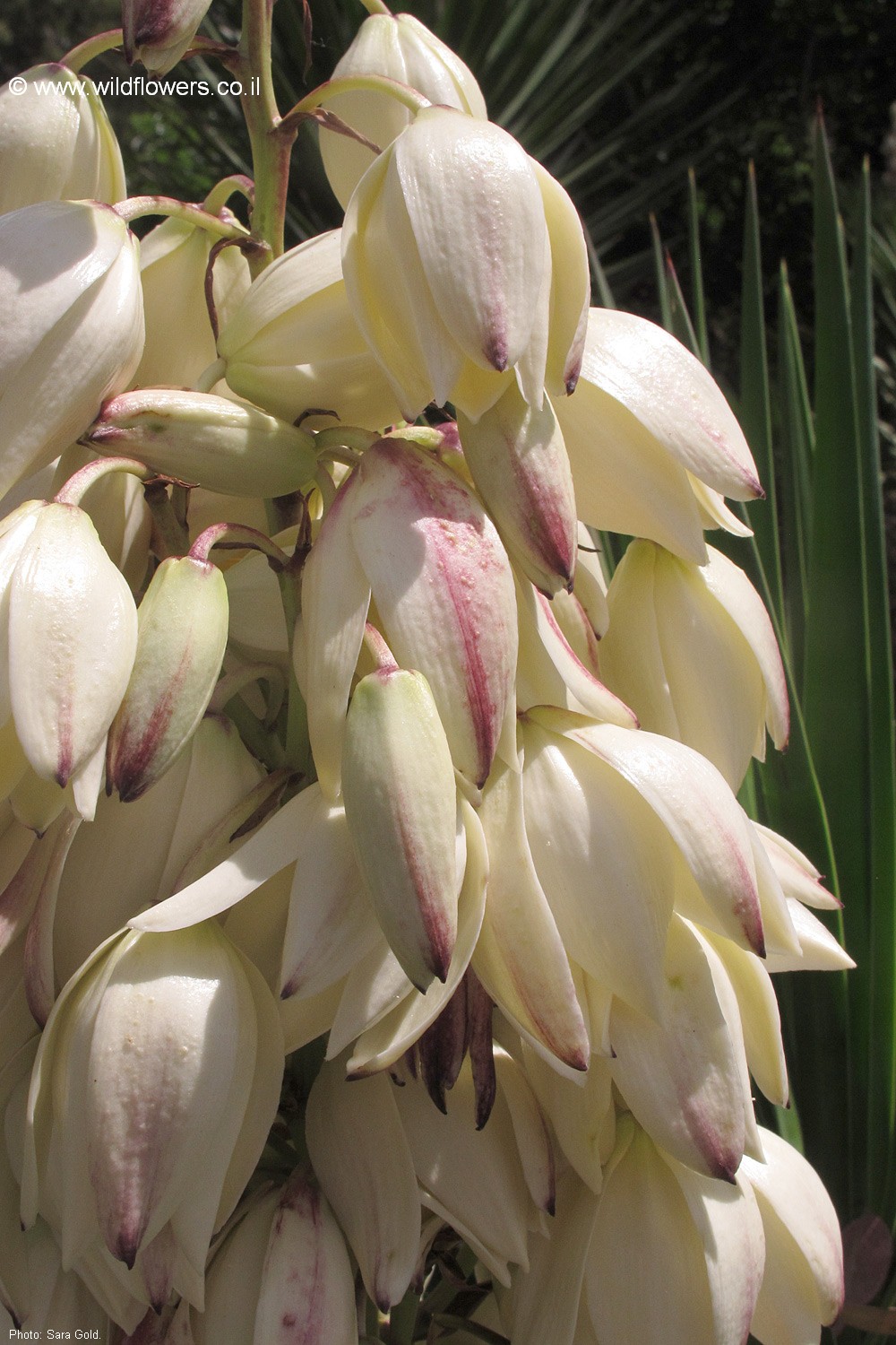 Yucca aloifolia