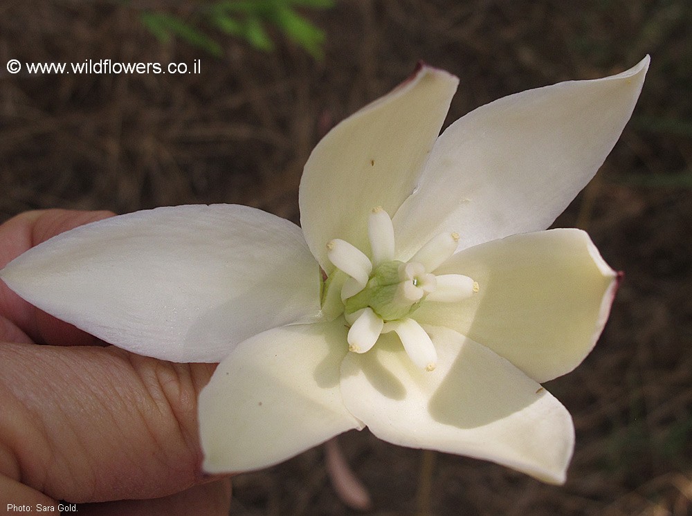 Yucca aloifolia