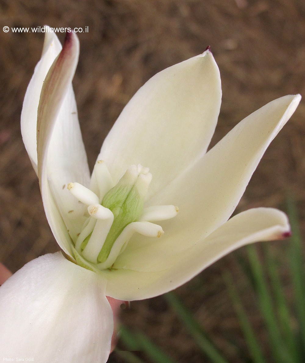 Yucca aloifolia