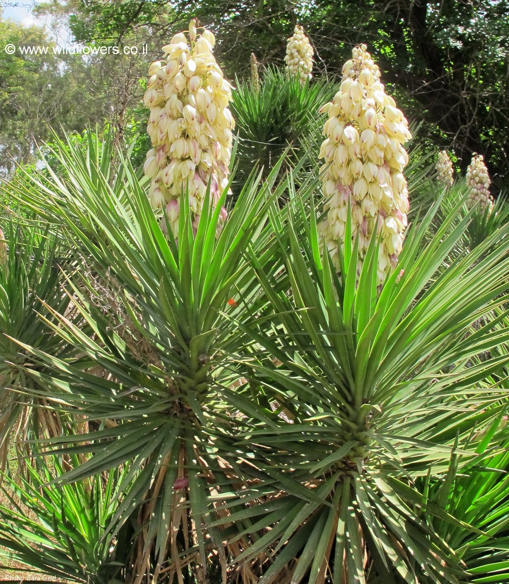 Yucca aloifolia