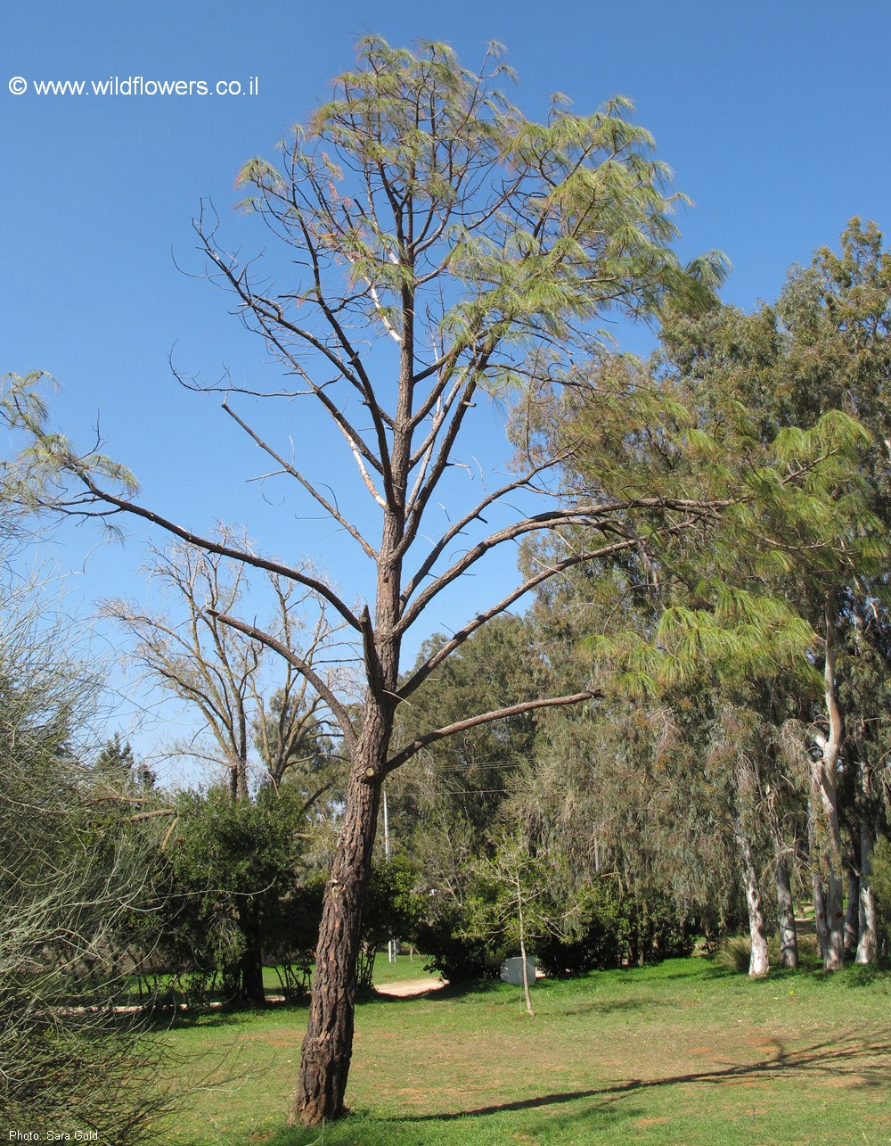 Pinus pseudostrobus