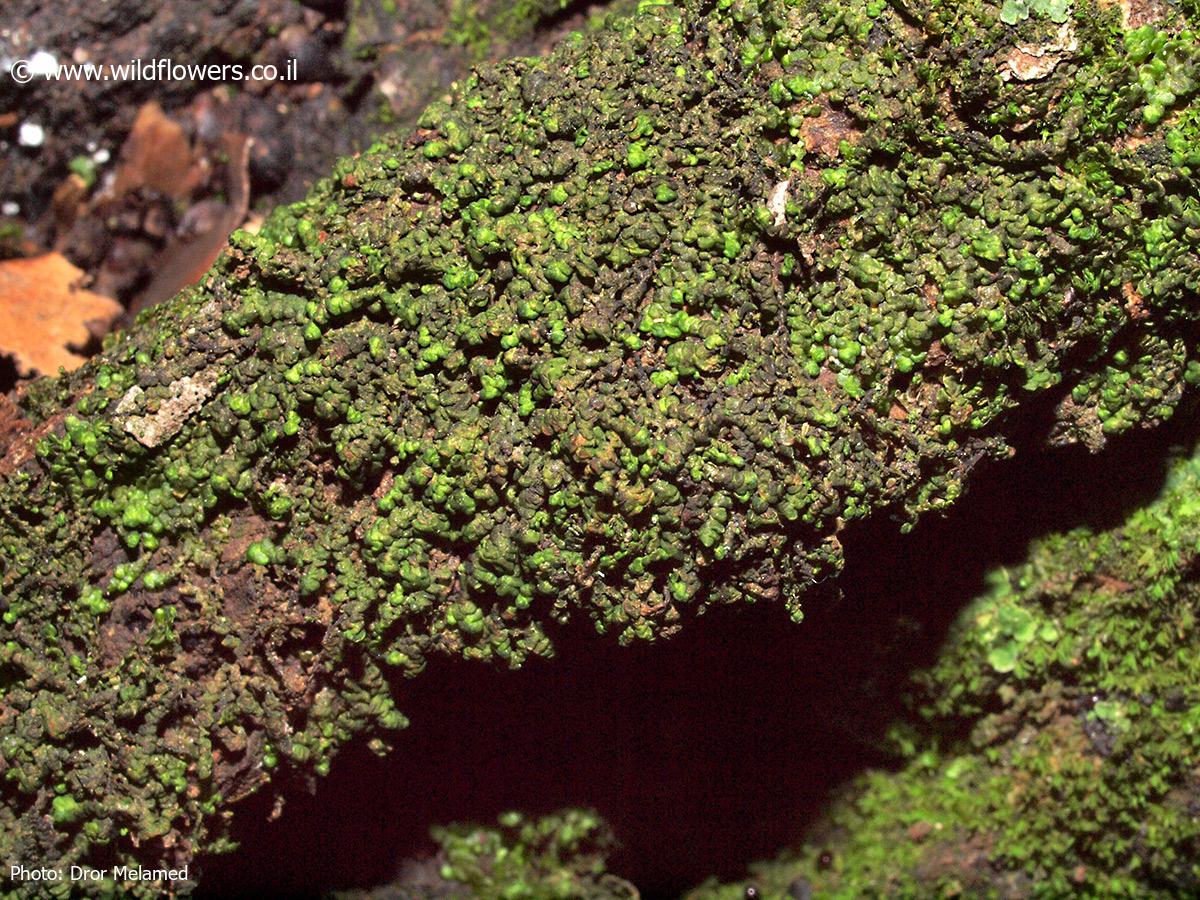 Frullania  dilatata