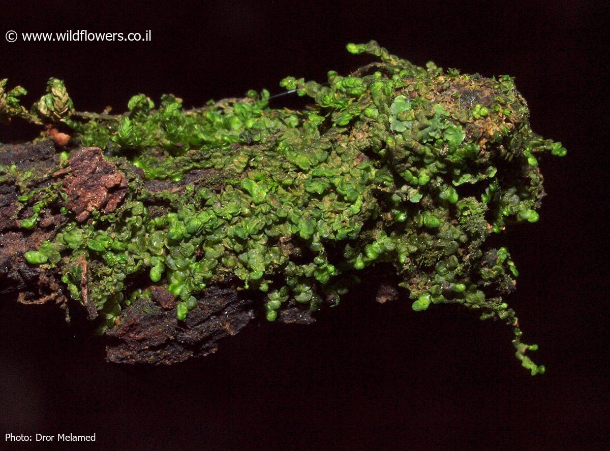 Frullania  dilatata