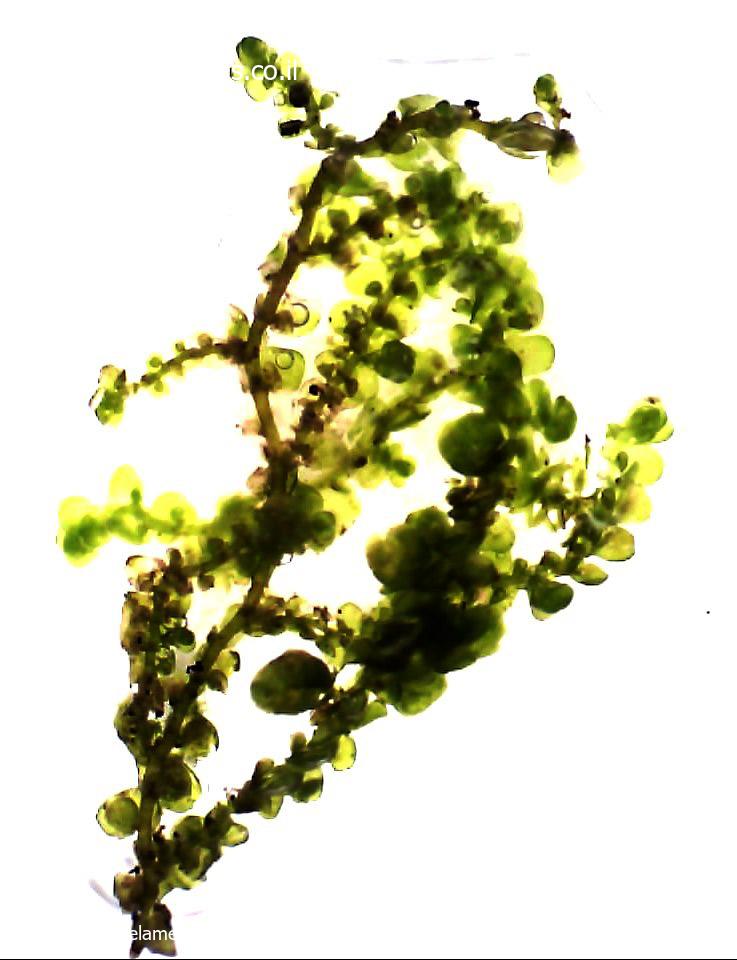 Frullania  dilatata