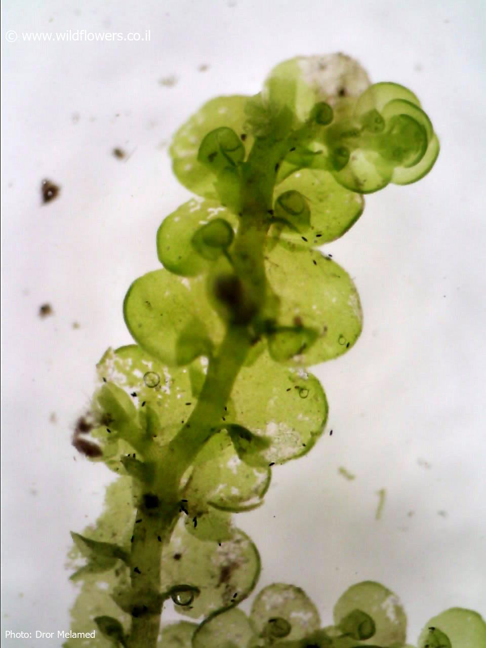 Frullania  dilatata