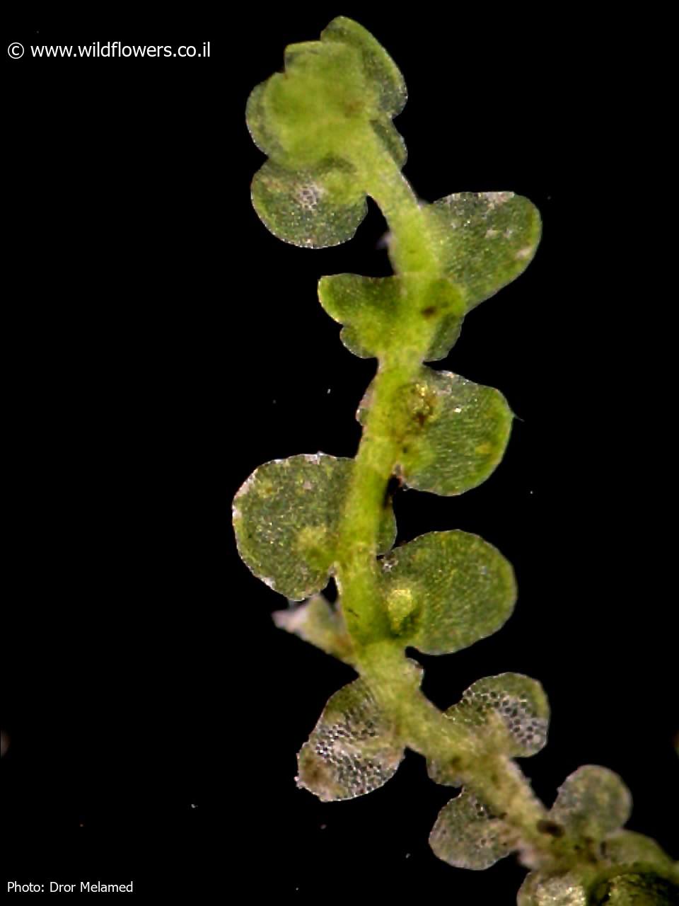 Frullania  dilatata