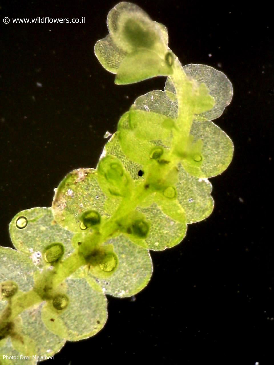 Frullania  dilatata