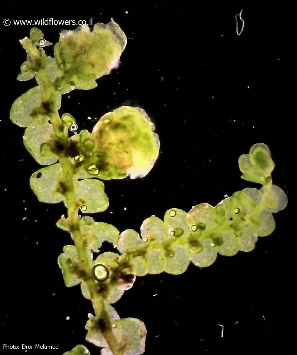 Frullania  dilatata