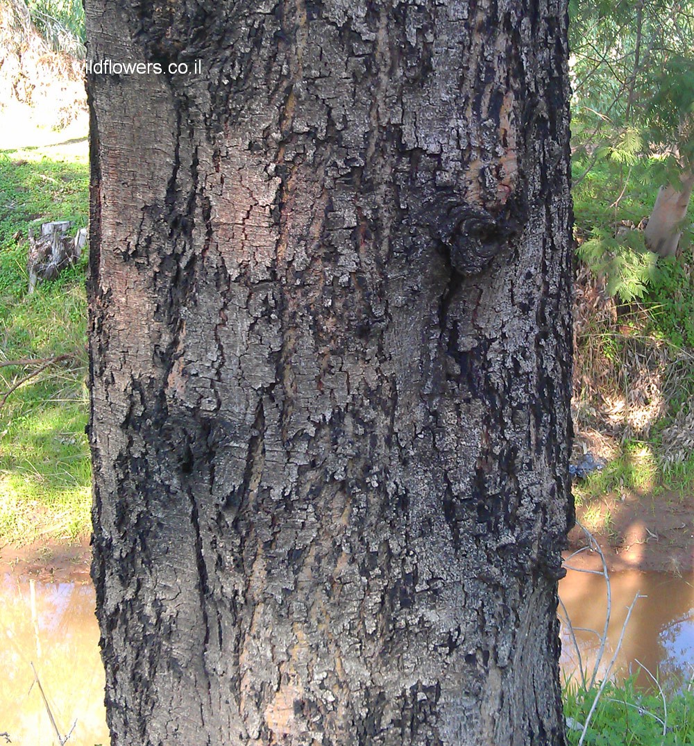 Acacia mearnsii