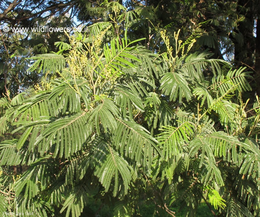 Acacia mearnsii