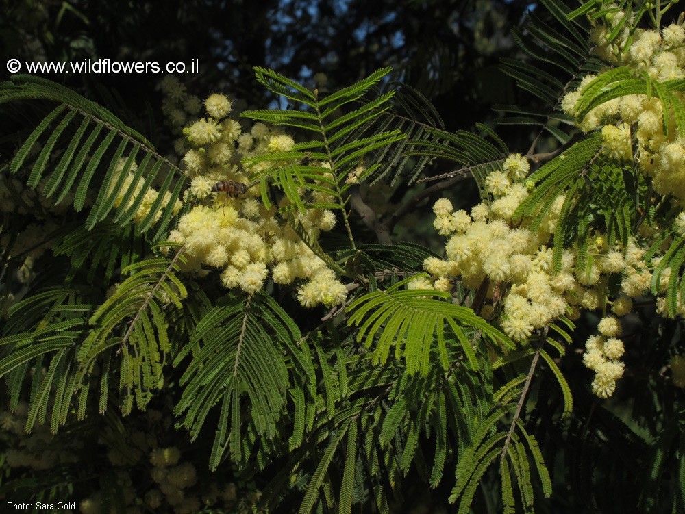 Acacia mearnsii