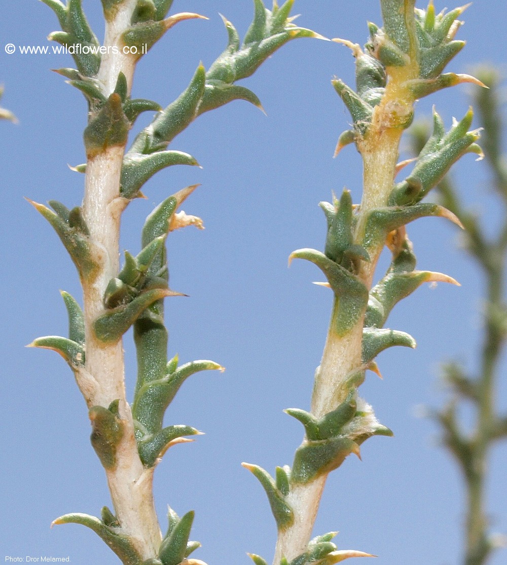 Cornulaca monacantha