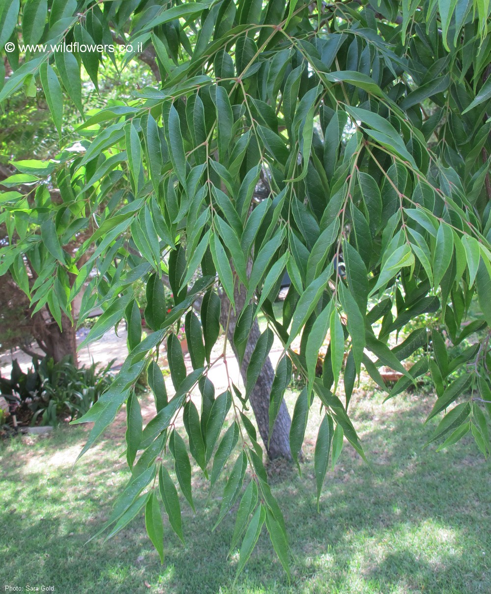 Koelreuteria bipinnata