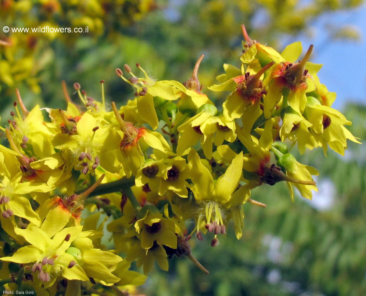 Koelreuteria bipinnata