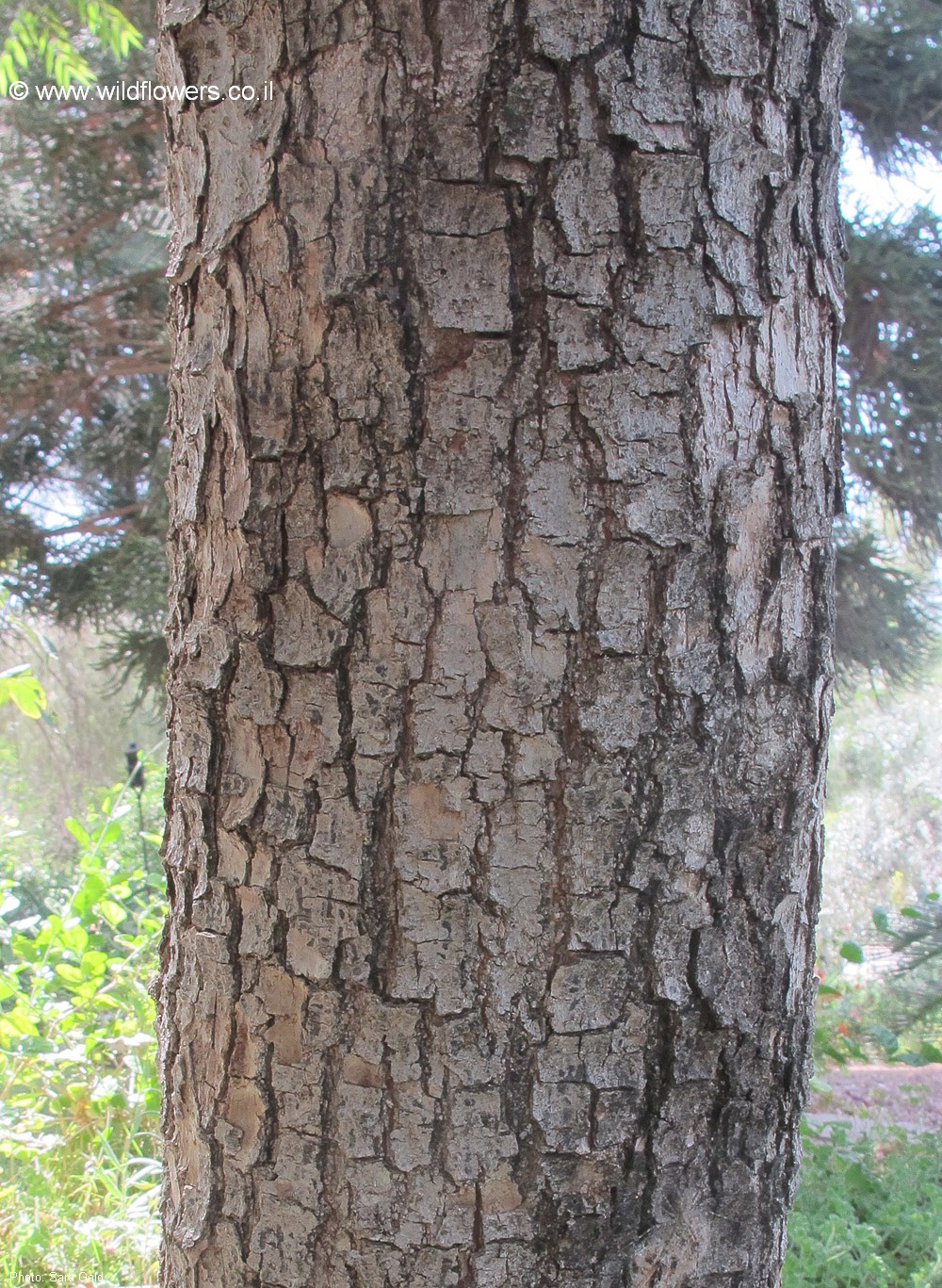 Koelreuteria bipinnata