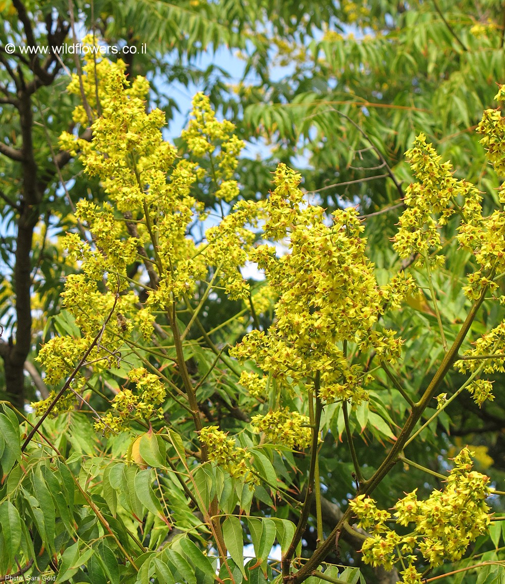 Koelreuteria bipinnata