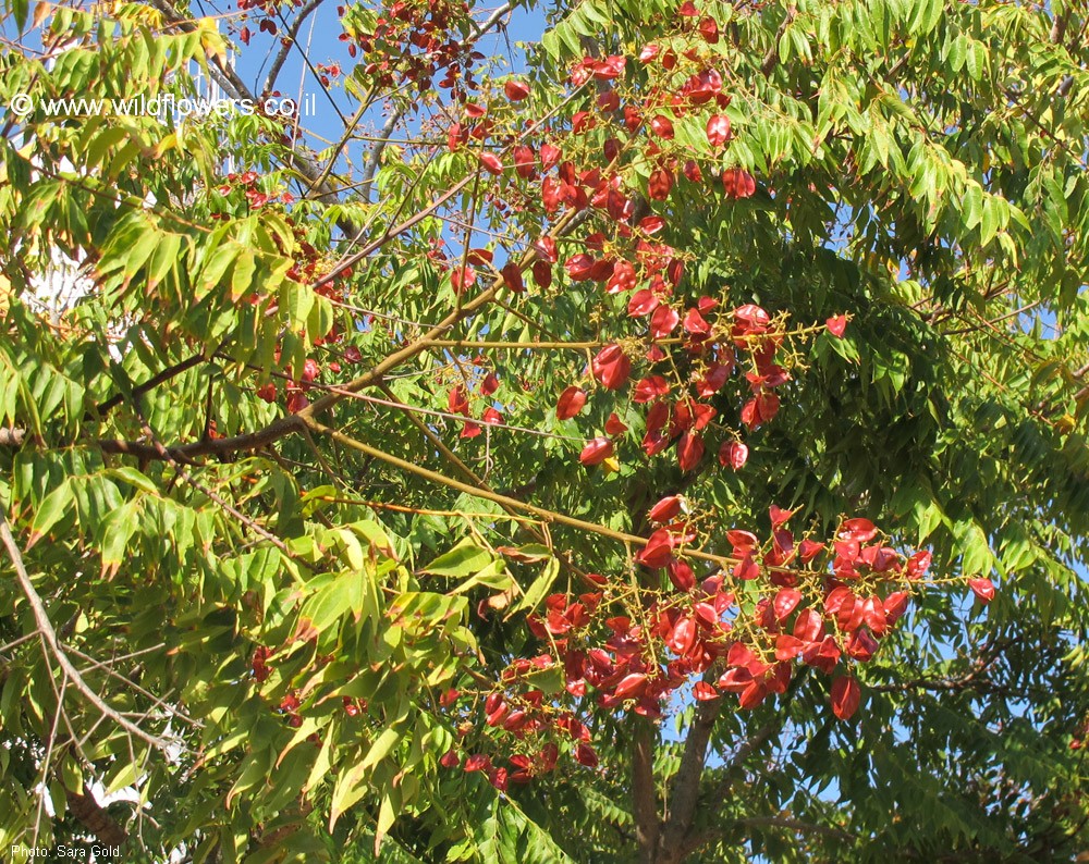 Koelreuteria bipinnata