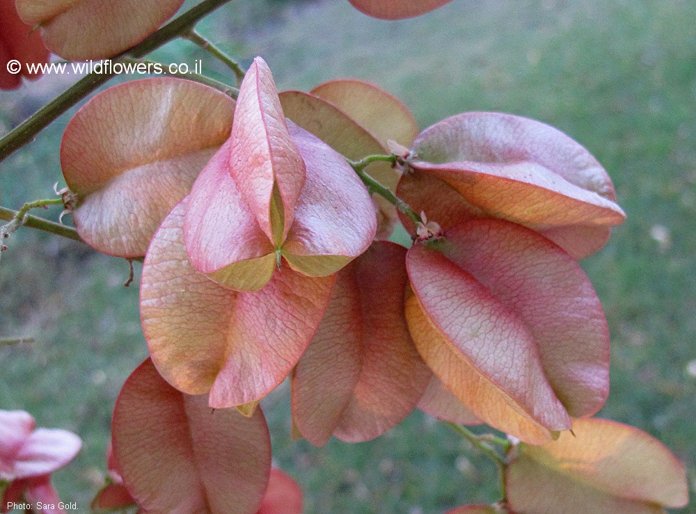 Koelreuteria bipinnata
