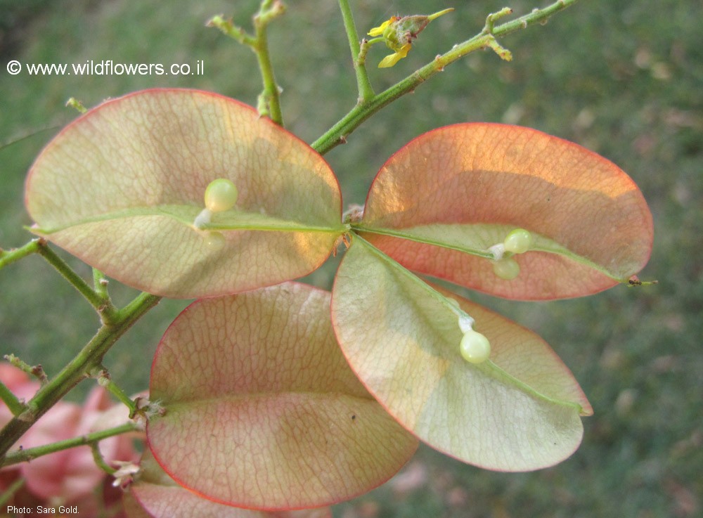 Koelreuteria bipinnata