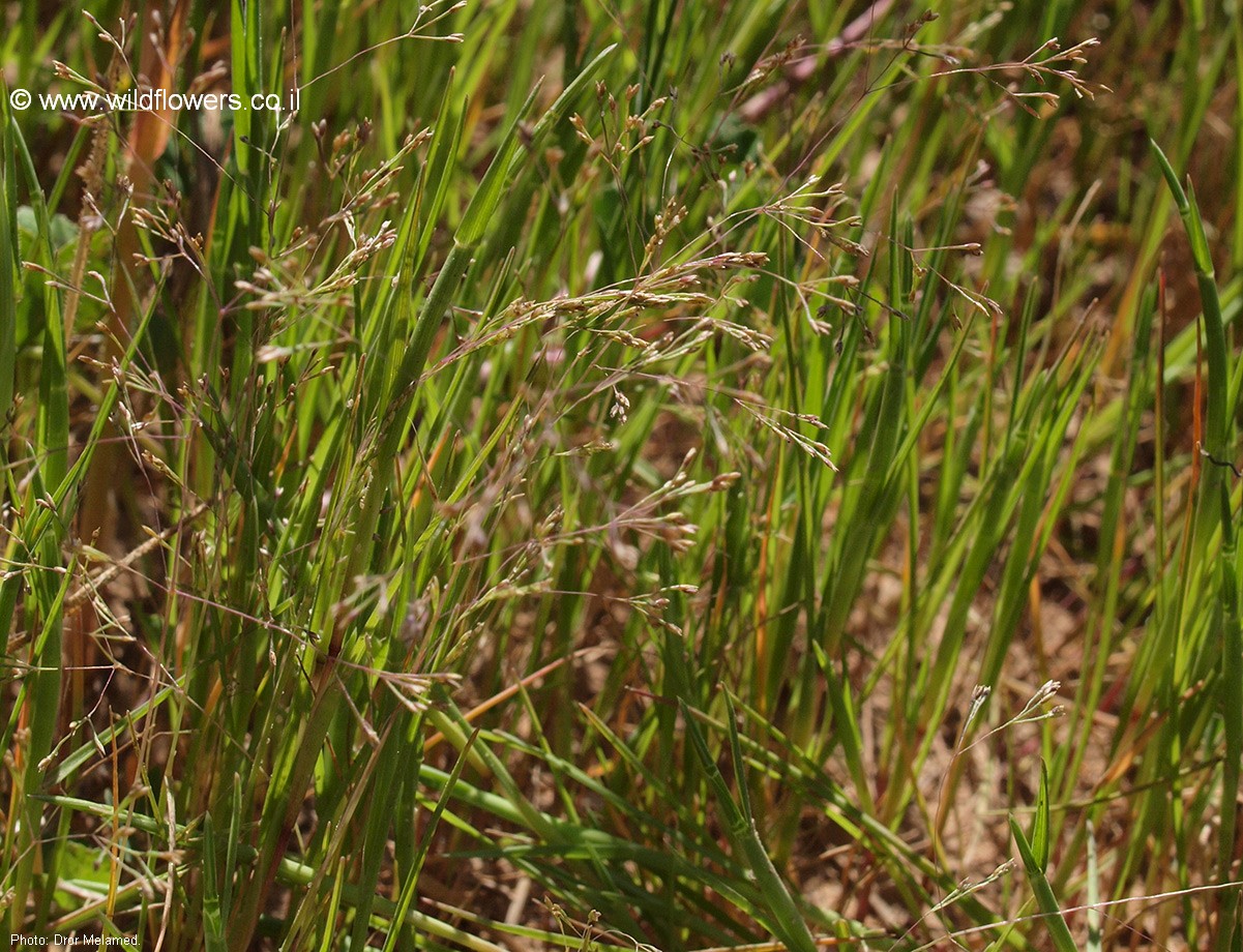 Sphenopus divaricatus