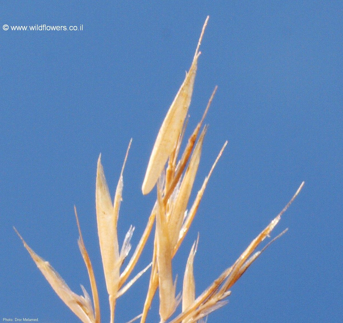 Trisetaria michelii