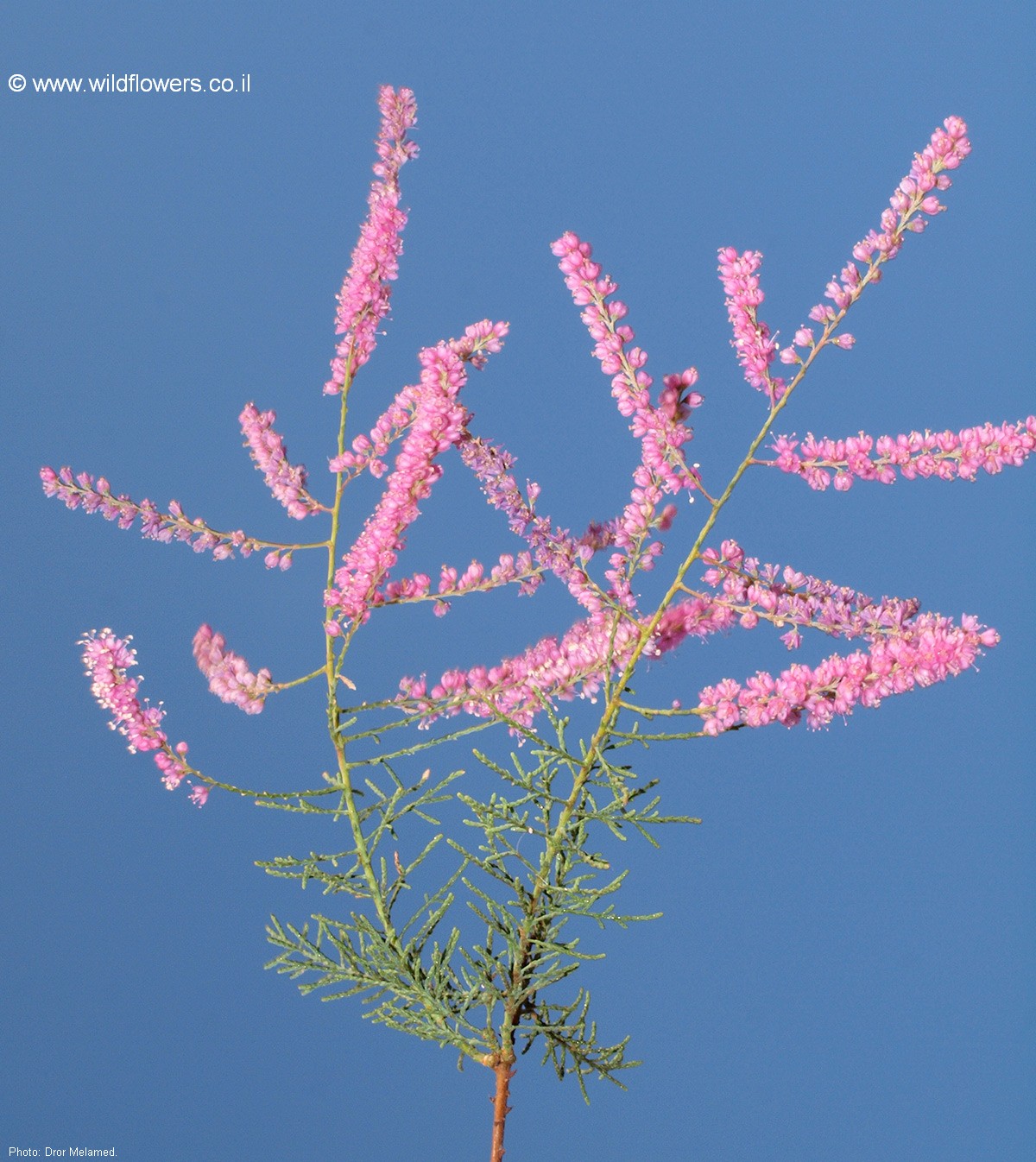 Tamarix chinensis