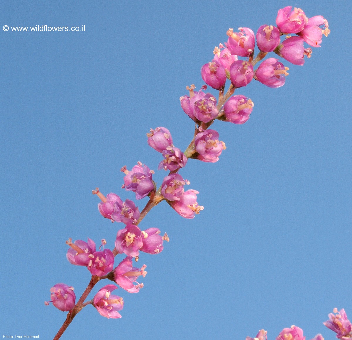 Tamarix chinensis