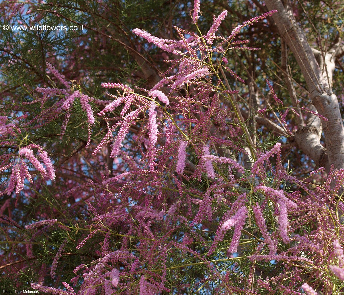 Tamarix chinensis