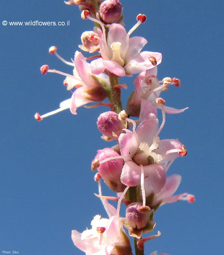 Tamarix chinensis