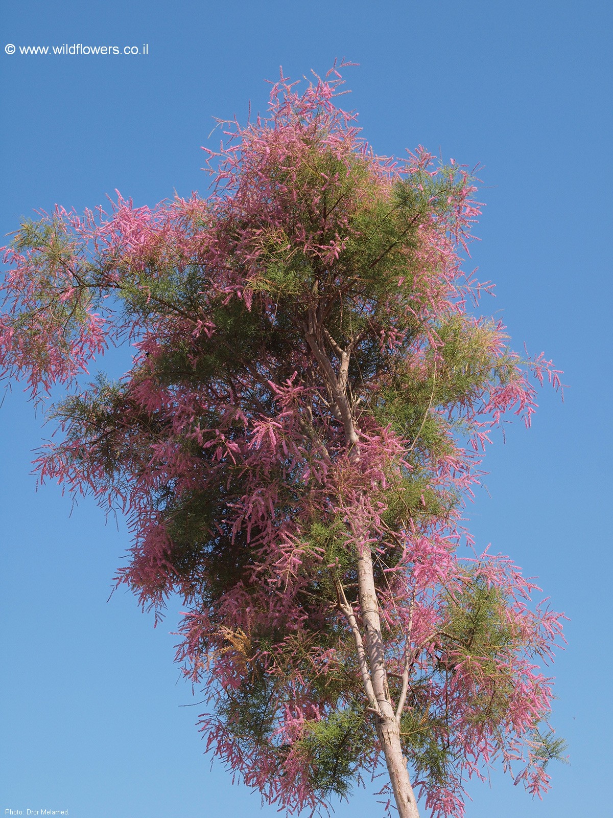 Tamarix chinensis