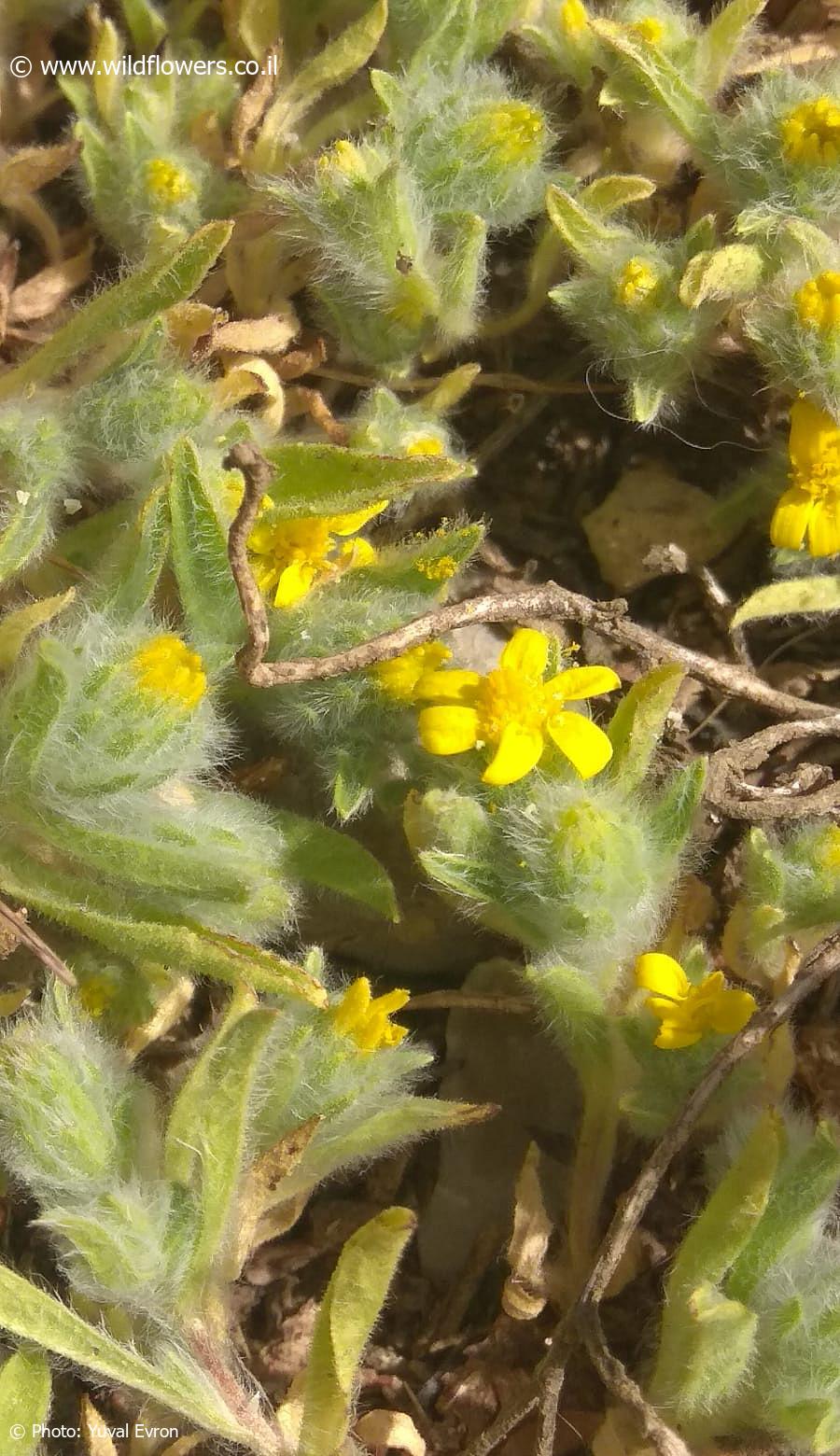 Pulicaria  auranitica