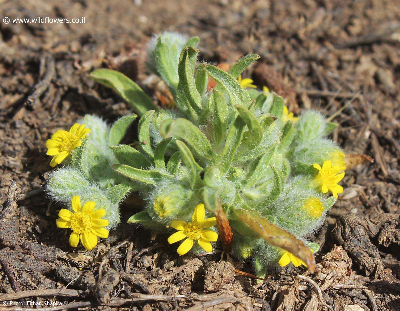 Pulicaria  auranitica